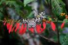 Paper kite or Large tree nymph butterfly flying Art Print
